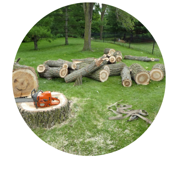 TREE REMOVAL (11)